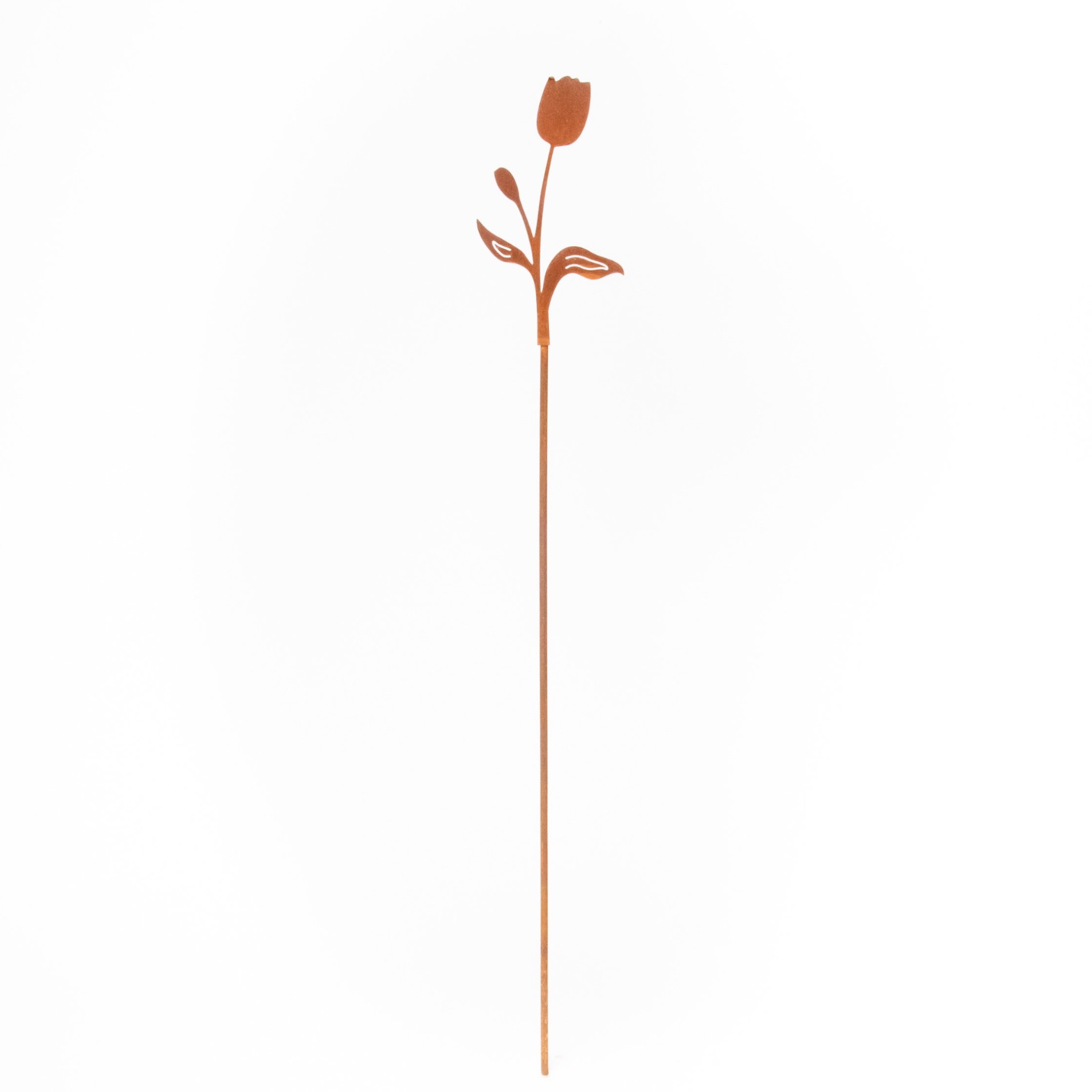 Darstellung von Tulpe 1 Blüte/ 1 Knospe, 11,5x20/ 60 cm