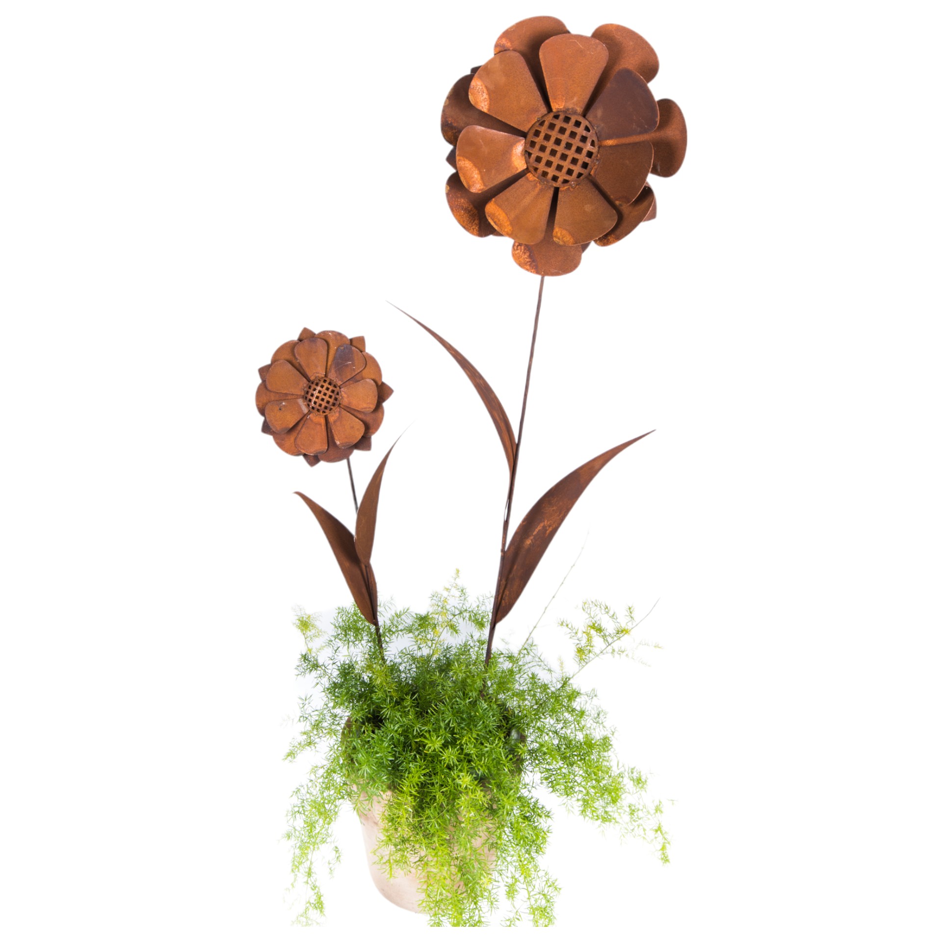 Darstellung von Sonnenblume z. Stecken mittel