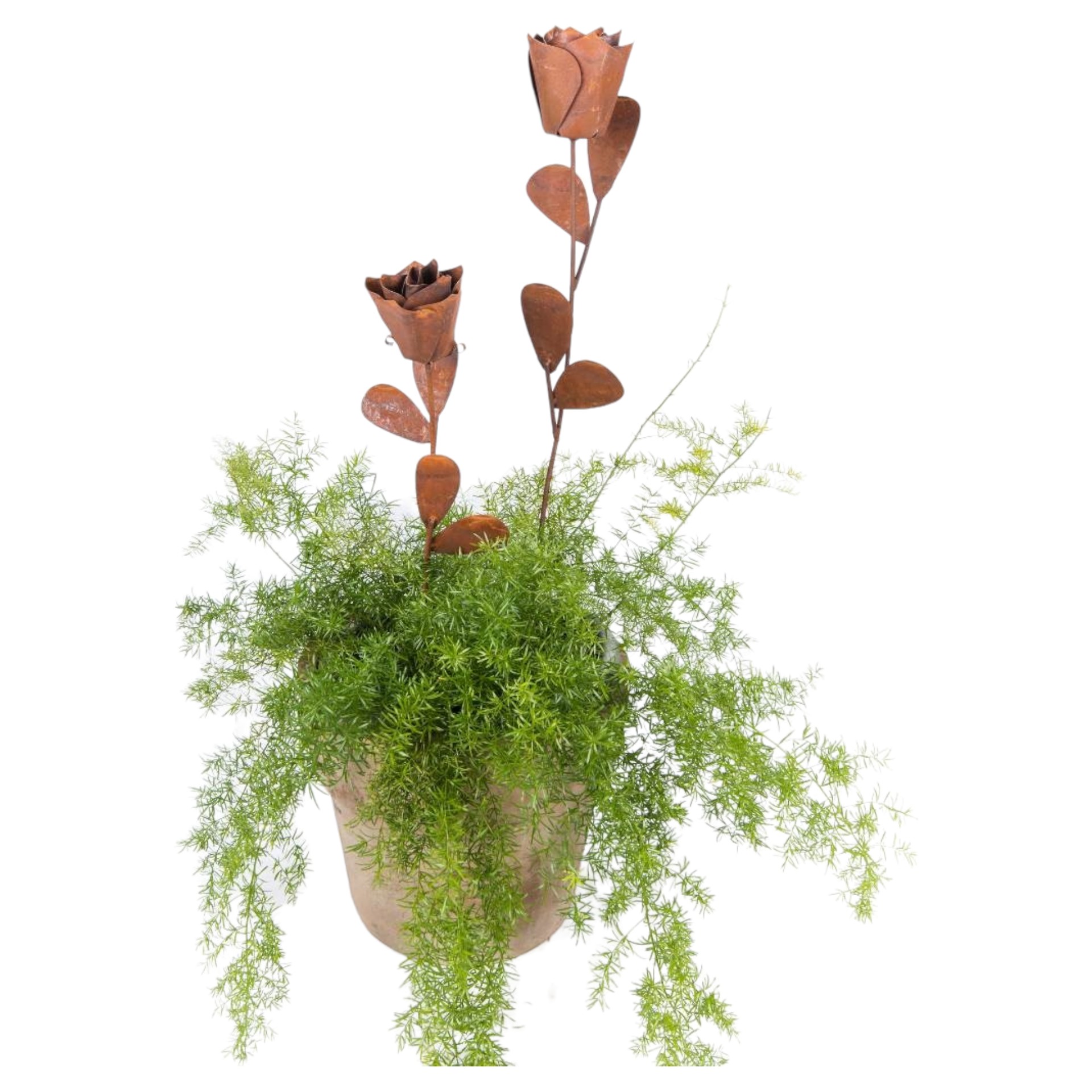 Darstellung von Rose mittel mit Blätter